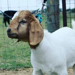 Ethan Portillo - @risingvalleyshowstock - Instagram