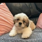 Ethan pounder - @skull.crusher62 - Instagram