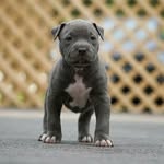 Ethan Proctor - @flash_o_pro - Instagram