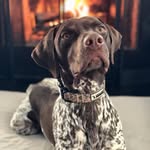Ethan Noel & Ranger (GSP) - @a_gentlemans_gundog - Instagram
