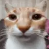 Lion - @ethanrawlings1 - TikTok