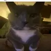 morbidlyabeast - @ethanroeder0 - TikTok