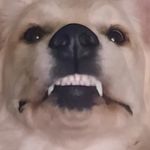 Ethan Roland - @smallfoxy - Instagram