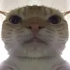 Ethan Schaffner - @glizzyslurper69 - TikTok