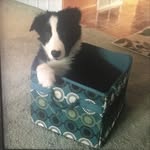 Ethan Sheets - @pandemic.cracker - Instagram