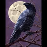 Raven - @ethan_silvers - Instagram
