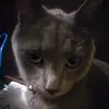 ethansoutherngaming - @user5160221146718 - TikTok
