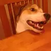 Ethan Sparkman55 - @sharkraymandog - TikTok