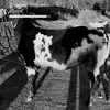 farmer 28 - @ethanspecht6 - TikTok