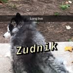 Ethan Dogs - @ethan_stengels_daogs - Instagram