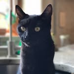 Ethan Street - @spicy_scrambles_shiro - Instagram