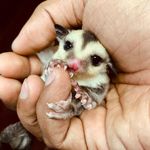 ETHAN Sugar Glider - @eddie_sugar_glider - Instagram