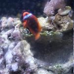 Ethan Thistle - @omegaclownfish - Instagram