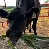 Ethan Thomason - @ethanthomason4 - TikTok