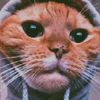 Ethan Otoole - @ethanotoole - TikTok