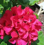 Ethel Baldwin - Facebook