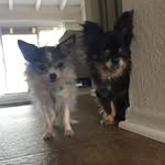 Bean&Ethel - @beaniebabyethelbear - Instagram
