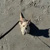 Ethel Bean - @ethel.bean - TikTok