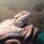 Ethel - @ethel_the_bearded_beauty - Instagram