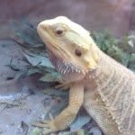 Ethel Pocklington - @ethel_beardeddragon - Instagram