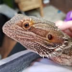 EthelTheBeardedDragon - @ethelthebeardeddragon - Instagram