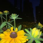 ethel black - @black.ethel - Instagram