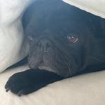 Ethel - @ethel_the_black_pug - Instagram