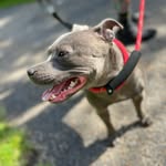 Ethel - @ethel_bluestaffy - Instagram