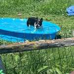 Ethel Britton - @ewekidsfarm - Instagram