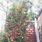 Ethel Carpenter - Facebook