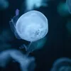 etheldrew - @etheldrew - TikTok