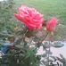Ethel Ingram - Facebook