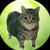 oiiacat_ethel - @oiiacat_ethel - TikTok