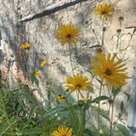 Ethel Joy Moon - @etheljoymoon - Instagram