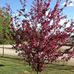 Ethel Nelson - Facebook