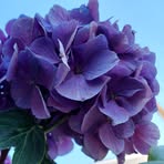 Ethel Ralph - Facebook