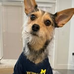 Roxy Ethel Root - @roxxy_the_rescue - Instagram