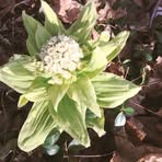 Ethel Stuart - Facebook