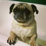Ethel Mae Sylvester - @ethelthepug - Instagram