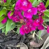 Ethel Terrell - @ethel.terrell - TikTok