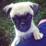 Ethel Elise Warner - @ethelthefrug - Instagram