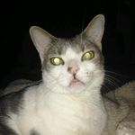 Ethel Wright - @dat_fatass_cat - Instagram