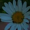 Etienne Caron - @lou5501 - TikTok