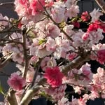etsuko Aoki - @et.suko5253 - Instagram