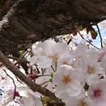 Etsuko Aoki - @etsuko.aoki.5492 - Instagram