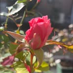 Etsuko Hayashi - Facebook