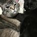 Etsuko Inoue - Facebook