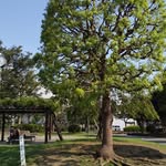 Etsuko Inoue - @ff2einue - Instagram