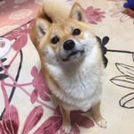 クボキ エッコ - @etsukokuboki - Instagram