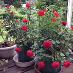 ETSUKO MORI - @etsukomorirosegarden - Instagram